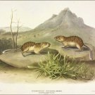 Californian Marmot-Squirrel by John James Audubon Vintage Illustration Art Poste