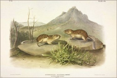 Californian Marmot-Squirrel by John James Audubon Vintage Illustration Art Poste