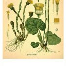 Coltsfoot Vintage Botanical Floral Illustration Art Poster 20x30