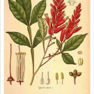 Quassia Wood Vintage Botanical Floral Illustration Art Poster 20x30