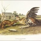 Tawny Weasel by John James Audubon Vintage Illustration Art Poster 20x30