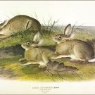 Wormwood Hare by John James Audubon Vintage Illustration Art Poster 20x30 Wormwood Hare by John James Audubon Vintage Illustration Art Poster 20x30