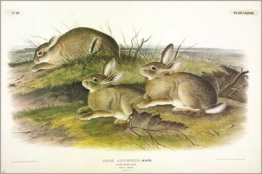 Wormwood Hare by John James Audubon Vintage Illustration Art Poster 20x30