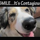 big nose doggie smilin' cute funny poster 20x30 ANIMAL LOVERS KID FRIENDLY