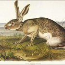 Texan Hare by John James Audubon Vintage Illustration Art Poster 20x30