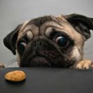PUG dog poster HILARIOUS LOOKING AT SNACK sad eyes ADORABLE face 20x30 - UY2