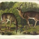 Common Deer by John James Audubon Vintage Illustration Art Poster 20x30