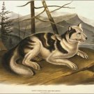 Hare Indian Dog by John James Audubon Vintage Illustration Art Poster 20x30