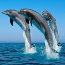 BOTTLENOSE DOLPHINS TRIO nature poster professional pic BEAUTIFUL sea 20x30