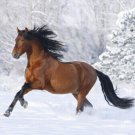 WILD HORSE RUNNING poster sleek muscled TAIL MANE beautiful POETIC 20x30