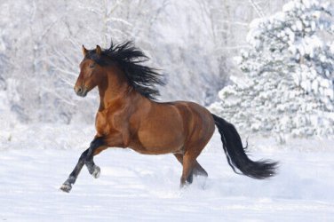 WILD HORSE RUNNING poster sleek muscled TAIL MANE beautiful POETIC 20x30