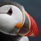 ATLANTIC PUFFIN PROFILE poster BLACK WHITE RED SEABIRD "sea rooster" 20x30