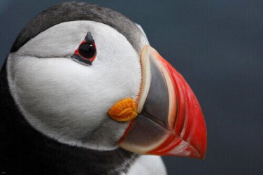 ATLANTIC PUFFIN PROFILE poster BLACK WHITE RED SEABIRD "sea rooster" 20x30