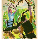 Apple PICKING poster DRAKE BROOKSHAW 20x30 fruit tree NATURE'S BOUNTY 20x30