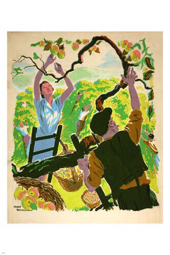 Apple PICKING poster DRAKE BROOKSHAW 20x30 fruit tree NATURE'S BOUNTY 20x30