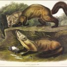 Pine Marten by John James Audubon Vintage Illustration Art Poster 20x30