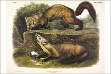 Pine Marten by John James Audubon Vintage Illustration Art Poster 20x30