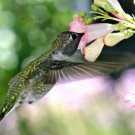 close-up HUMMINGBIRD GOING FOR NECTAR poster beak bright beating WINGS 20x30