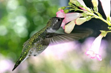 close-up HUMMINGBIRD GOING FOR NECTAR poster beak bright beating WINGS 20x30