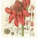 BEAUTIFUL BOUNTIFUL BOTANICAL vintage poster GINGER TORCH FLOWER 20x30 new