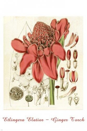 BEAUTIFUL BOUNTIFUL BOTANICAL vintage poster GINGER TORCH FLOWER 20x30 new