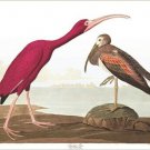 BIRDS OF AMERICA fine art AUDUBON poster UNIQUE COLLECTORS colorful 20x30