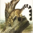 Ring-tailed Bassaris by John James Audubon Vintage Illustration Art Poster 20x30