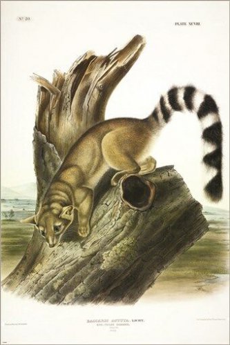 Ring-tailed Bassaris by John James Audubon Vintage Illustration Art Poster 20x30