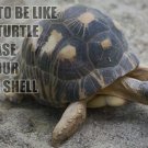 AFRICAN TURTLE Inspirational Quote POSTER 20x30 At Ease in your own Shell