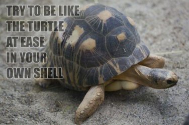 AFRICAN TURTLE Inspirational Quote POSTER 20x30 At Ease in your own Shell