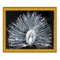 White Peacock