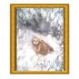 Snowy Owl