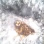 Snowy Owl