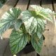 Begonias