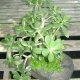 Potted Plants