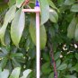 Colbalt Blue Silk Flicker Top Whorl Drop Spindle