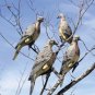 Expedite Clip-on Dove Decoy (Per 4) 81418-5