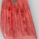 Spondyllus