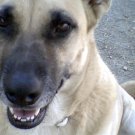 "PEPPER ONI"  WORLDS BEST DOG