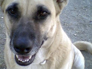 "PEPPER ONI"  WORLDS BEST DOG
