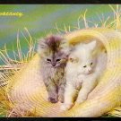 ca 1960 Postcard No Vacancy 2 Adorable Kittens In A Large Straw Hat 696