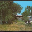 Ca 1960 COWS GRAZING COVERED BRIDGE NORTH FERRISBURG ADDISON COUNTY VERMONT 797