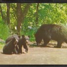 MOTHER BEAR & 2 CUBS BAXTER STATE PARK MAINE 820