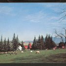 1960 COWS GRAZING IN FIELD BENNINGTON VERMONT 824