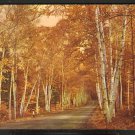 GOLDEN BIRCH TREES LINING SHELBURNE MEMORIAL HIGHWAY WHITE MOUNTAINS NEW HAMPSHIRE 828