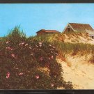 1978 SHACK ON THE CAPE COD DUNES WITH WILD ROSES 887