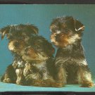 3 CUTE YORKSHIRE TERRIER PUPPIES YORKIES 903 3 CUTE YORKSHIRE TERRIER PUPPIES YORKIES 903