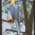 A COLORFUL MACAW AT BENSON WILD ANIMAL FARM HUDSON CENTER NEW HAMPSHIRE 896