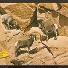 3 ROCKY MOUNTAIN SHEEP IN NATURAL HABITAT 920 3 ROCKY MOUNTAIN SHEEP IN NATURAL HABITAT 920