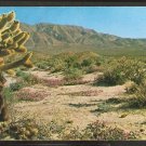 TEDDYBEAR CHOLLA CACTUS & VERBENA CALIFORNIA DESERT POSTCARD 961